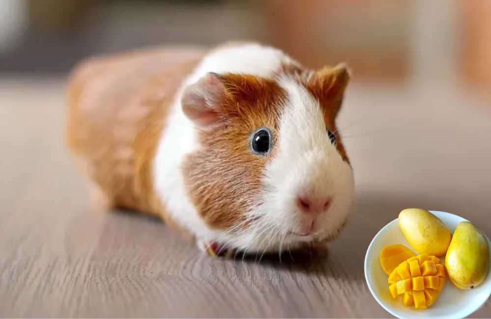 Can Guinea Pigs Eat Mango