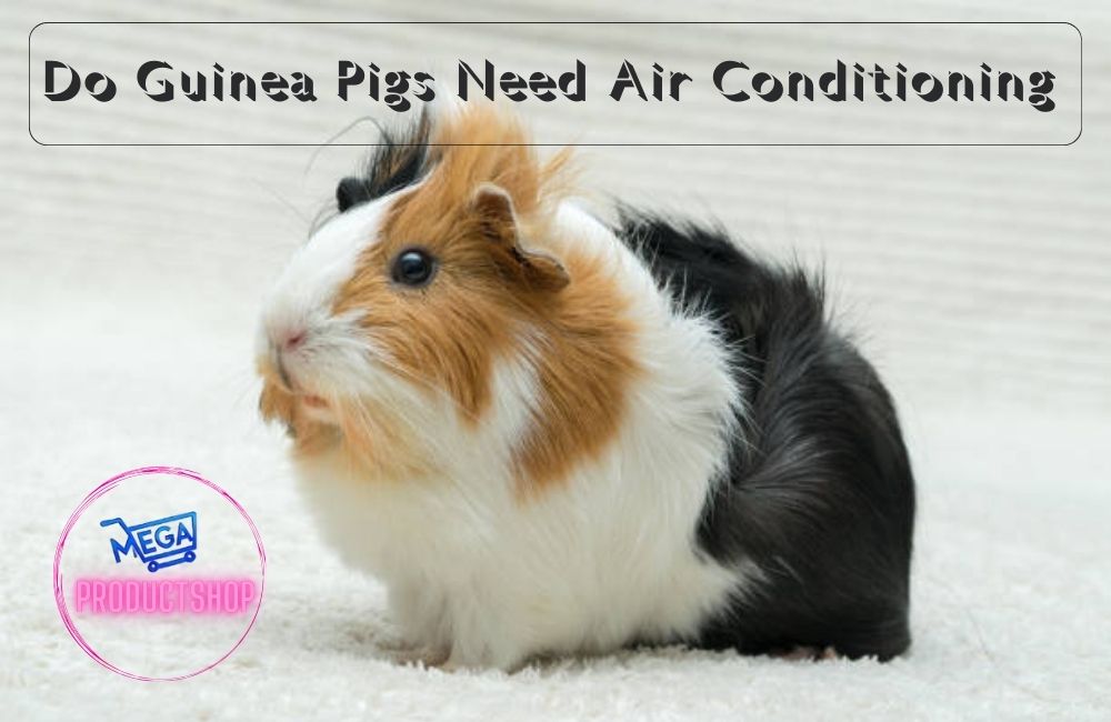 Do Guinea Pigs Need Air Conditioning?