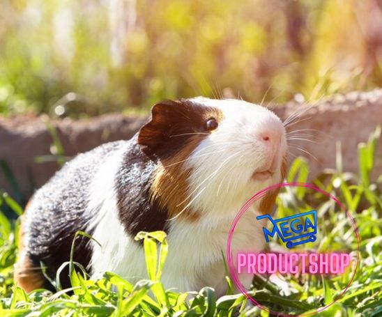 Do Guinea Pigs Need Air Conditioning?