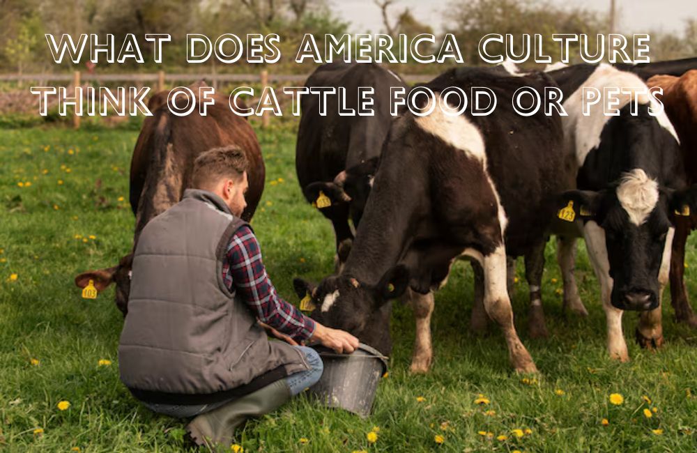 What Does America Culture Think of Cattle Food or Pets
