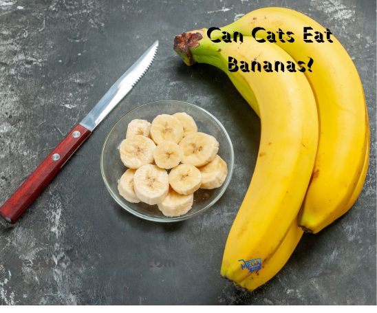 Can Cats Eat Bananas?