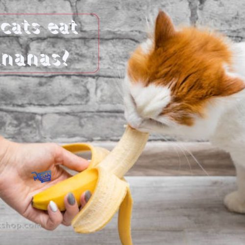 Can Cats Eat Bananas? 7 Facts Every Cat Owner Should Know