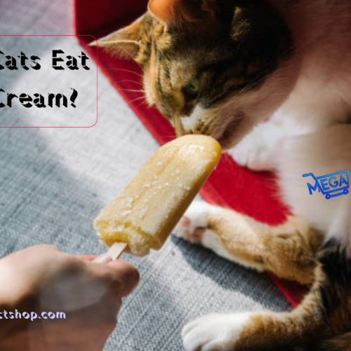 Can Cats Eat Ice Cream? What Every Cat Owner Should Know