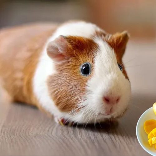 Can Guinea Pigs Eat Mango? Sweet Treat Safety  Tips