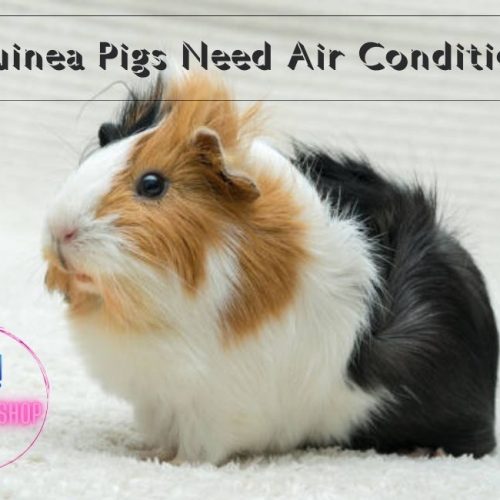 Do Guinea Pigs Need Air Conditioning? 7 Best Helpful Tips