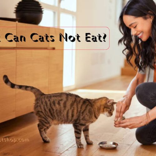 What Can Cats Not Eat? 10 Toxic Foods for Cats