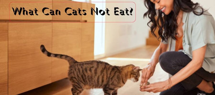 What Can Cats Not Eat? 10 Toxic Foods for Cats