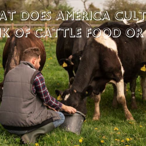 What Does America Culture Think of Cattle Food Or Pets